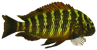 Tropheus Golden Kazumba Tropheus Golden Kazumba